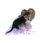 モモチだよ☆（個別スタンプ：4）