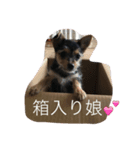 モモチだよ☆（個別スタンプ：5）