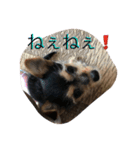 モモチだよ☆（個別スタンプ：6）