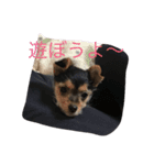 モモチだよ☆（個別スタンプ：8）