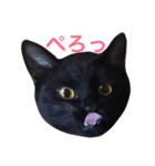 黒猫アッシュ（個別スタンプ：1）
