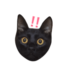 黒猫アッシュ（個別スタンプ：2）