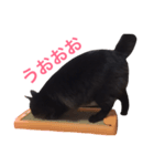 黒猫アッシュ（個別スタンプ：3）