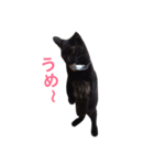 黒猫アッシュ（個別スタンプ：4）
