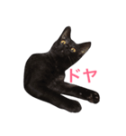 黒猫アッシュ（個別スタンプ：5）