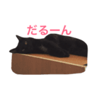 黒猫アッシュ（個別スタンプ：6）