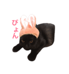 黒猫アッシュ（個別スタンプ：7）