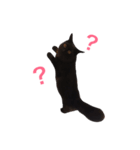 黒猫アッシュ（個別スタンプ：8）