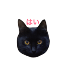 黒猫アッシュ（個別スタンプ：10）