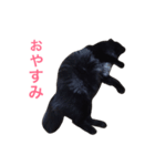 黒猫アッシュ（個別スタンプ：11）