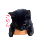黒猫アッシュ（個別スタンプ：12）