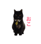 黒猫アッシュ（個別スタンプ：13）