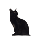 黒猫アッシュ（個別スタンプ：14）