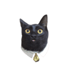 黒猫アッシュ（個別スタンプ：16）