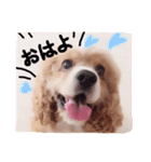 コロちゃん No.3（個別スタンプ：1）