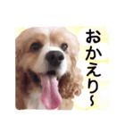 コロちゃん No.3（個別スタンプ：5）