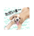コロちゃん No.3（個別スタンプ：6）