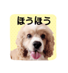 コロちゃん No.3（個別スタンプ：7）