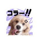 コロちゃん No.3（個別スタンプ：10）