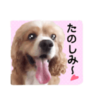 コロちゃん No.3（個別スタンプ：12）