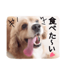 コロちゃん No.3（個別スタンプ：13）