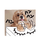 コロちゃん No.3（個別スタンプ：14）