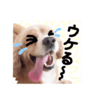 コロちゃん No.3（個別スタンプ：16）
