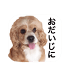 コロちゃん No.3（個別スタンプ：19）