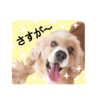 コロちゃん No.3（個別スタンプ：20）