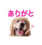 コロちゃん No.3（個別スタンプ：21）