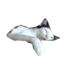 dali : common cat part 2（個別スタンプ：2）