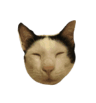 dali : common cat part 2（個別スタンプ：3）