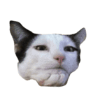 dali : common cat part 2（個別スタンプ：4）