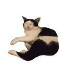 dali : common cat part 2（個別スタンプ：5）