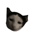 dali : common cat part 2（個別スタンプ：7）