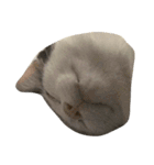 dali : common cat part 2（個別スタンプ：8）