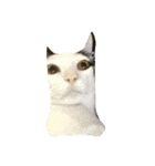 dali : common cat part 2（個別スタンプ：11）
