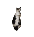 dali : common cat part 2（個別スタンプ：12）