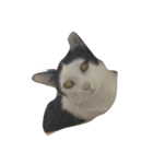 dali : common cat part 2（個別スタンプ：13）