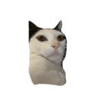 dali : common cat part 2（個別スタンプ：14）