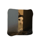 dali : common cat part 2（個別スタンプ：15）