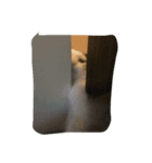 dali : common cat part 2（個別スタンプ：16）
