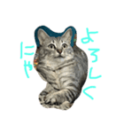 キキジジ（個別スタンプ：1）