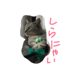 キキジジ（個別スタンプ：2）