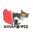 Aorgadukdui（個別スタンプ：1）