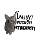 Aorgadukdui（個別スタンプ：8）