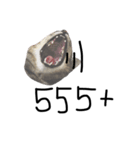 Aorgadukdui（個別スタンプ：10）