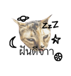 Aorgadukdui（個別スタンプ：12）