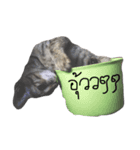 Aorgadukdui（個別スタンプ：15）
