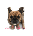 フレブル♡ポン太先生！（個別スタンプ：4）